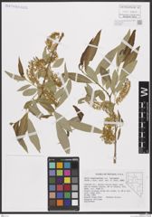 Foto von Salix bonplandiana sp. laevigata